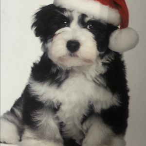 Meet your Posher, Lucino